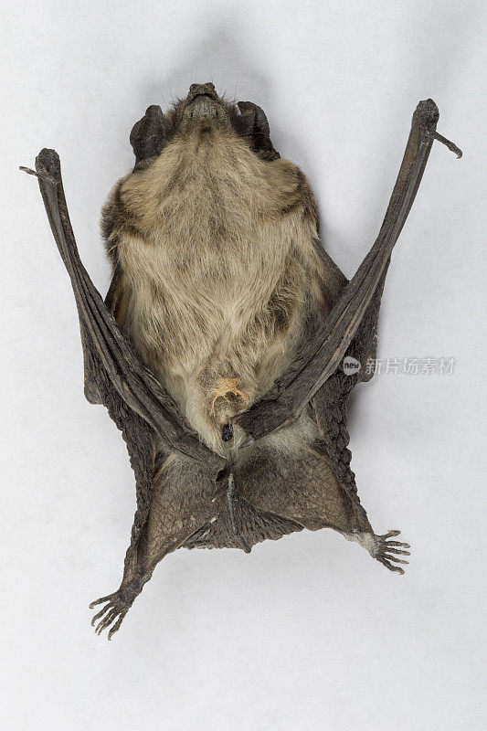 Common pipistrelle (Pipistrellus pipistrellus) a small bat.